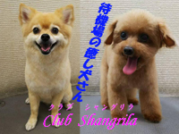 クラブ シャングリラで働くメリット3