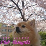 桜満開していましたぁのアイキャッチ画像