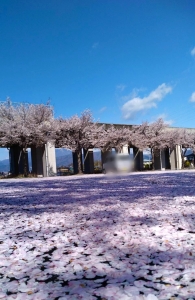4/19  今頃桜の写真だすやつのアイキャッチ画像