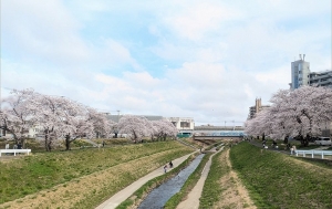 満開のさくら♪のアイキャッチ画像