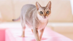 週末は問い合わせが殺到しております！！！のアイキャッチ画像