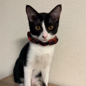 おななの愛息子でも見てってのアイキャッチ画像