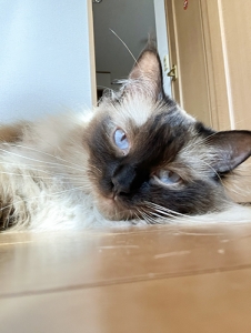 これがこう。のアイキャッチ画像