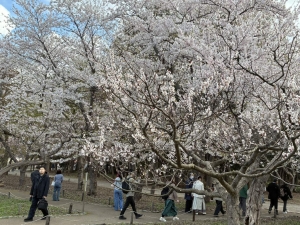 桜チャンス！！！のアイキャッチ画像