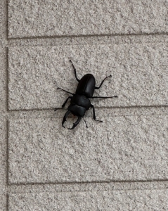 Gじゃありません🐜のアイキャッチ画像