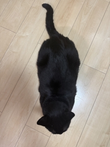 守り抜きたいゴールド免許。のアイキャッチ画像