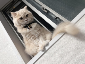 今日の店長（猫）のアイキャッチ画像