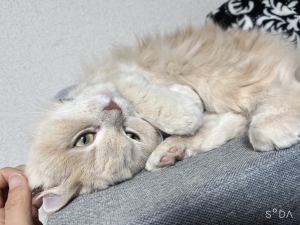 今日の店長（猫）のアイキャッチ画像