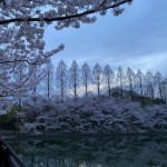 桜🌸のアイキャッチ画像