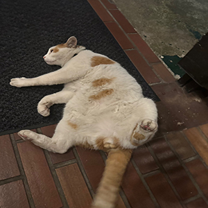 自由出勤だから自分らしく働けるお店です( &bull;̀ &omega; &bull;́ )✧のアイキャッチ画像