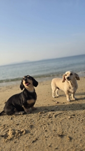 みきてぃの癒し休日🐶💖のアイキャッチ画像