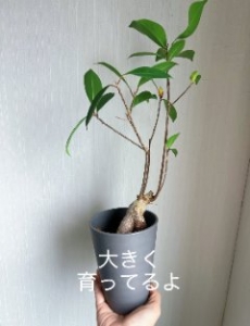 癒しのスタッフ🍃のアイキャッチ画像