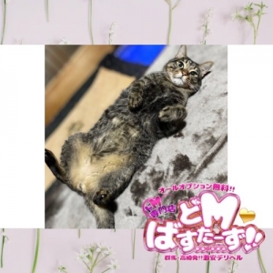 🐈️スタッフマーシーの癒やし🐈️のアイキャッチ画像