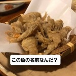 【真島ネタ】広島ではよくみるこのお魚なーんだ？？のアイキャッチ画像