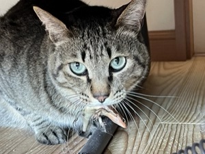 帰省のアイキャッチ画像