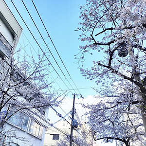 とっておきの花見スポットを紹介！のアイキャッチ画像