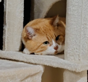 よくある質問・・・&hearts;のアイキャッチ画像