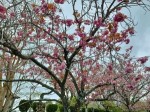 牡丹桜のアイキャッチ画像