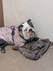 犯行現場を捕らえました！のアイキャッチ画像