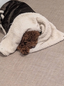 恵方巻いかがですか？？？のアイキャッチ画像