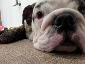 食べ過ぎて・・・おなかいたかったｗｗのアイキャッチ画像