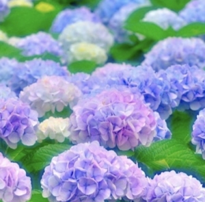 母の日の思い出のアイキャッチ画像