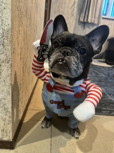 今日のわんこ【フレブル着ぐるみ編】のアイキャッチ画像