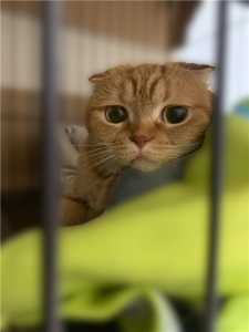 ふりーだむ！のアイキャッチ画像