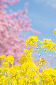 菜の花満開★のアイキャッチ画像