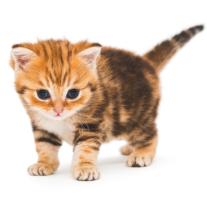 お店自慢を聞かせてください！のアイキャッチ画像