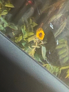 愉快な仲間♪のアイキャッチ画像