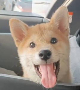 米子店の名物犬アラシ部長🐶のアイキャッチ画像