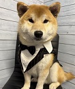 ソープランド ハピネス&ドリーム 米子 皆生温泉の面接人画像