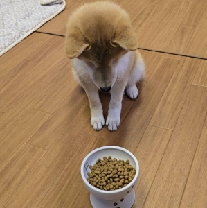 アラシ部長のQ＆Aコーナー🍌🐶のアイキャッチ画像