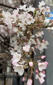 執事やどのブログ「雨が多くて残念、少ない今年の観桜チャンス！」の巻のアイキャッチ画像