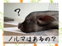 はぁとぶるで働くメリット3