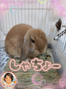 りんりんだよーー！！！のアイキャッチ画像