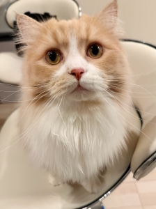 今のお給料に満足していますか？(&acute;・&omega;・｀)のアイキャッチ画像
