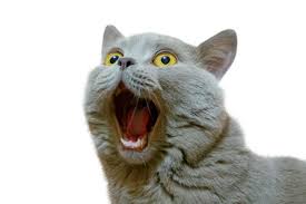 任せて！のアイキャッチ画像