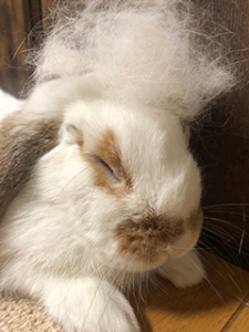 ◆写メ日記の理想の本数って、実際何本ですか？のアイキャッチ画像