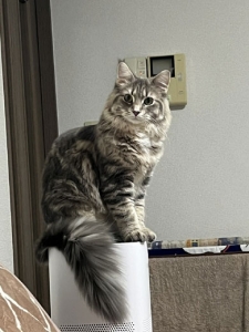 当店の会長を紹介します。のアイキャッチ画像