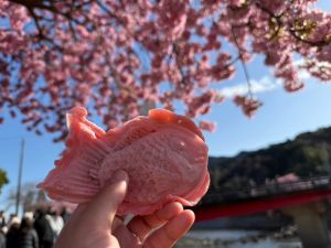  桜の季節(*&acute;&omega;｀*)のアイキャッチ画像