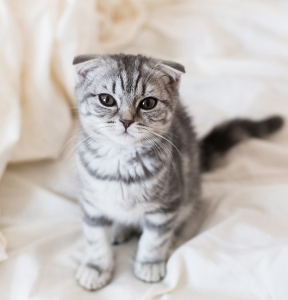 【煌き】出稼ぎキャスト多数でも地元女性が顔出しなしで稼げるお店！！のアイキャッチ画像