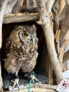 フクロウって触ったことありますか？のアイキャッチ画像