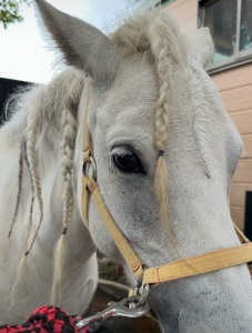 乗馬のアイキャッチ画像