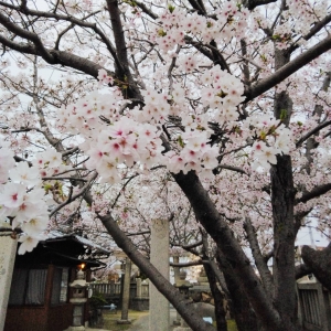 ー桜ーのアイキャッチ画像