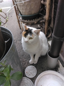 ー猫ーのアイキャッチ画像