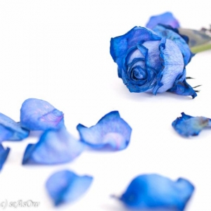 おはようございます。のアイキャッチ画像