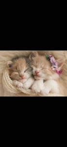 猫アレルギーでも働けますか？のアイキャッチ画像