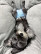 ペットと一緒に寮にお泊り